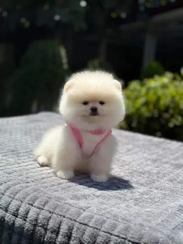 Yavru Pomeranian Boo Köpeği
