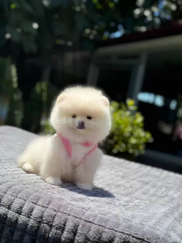 Yavru Pomeranian Boo Köpeği