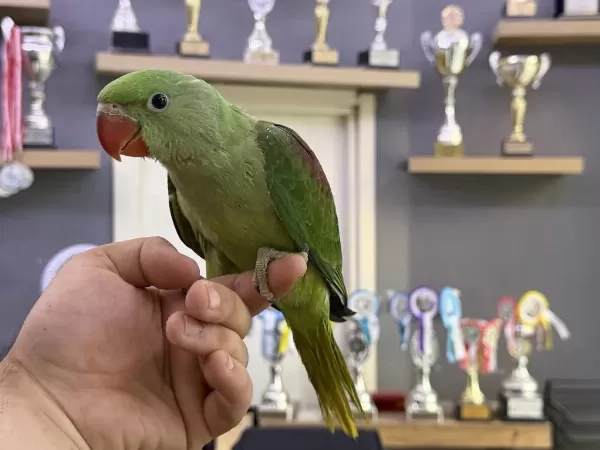 50 Günlük Bebek Alexander Papağanı Yavrumuz