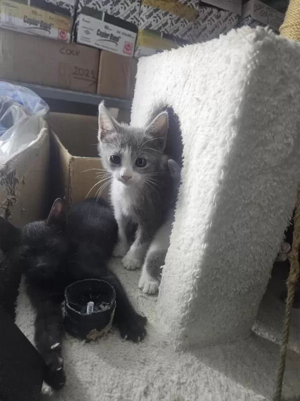Fabrika Ofisinde Doğan Yavrular