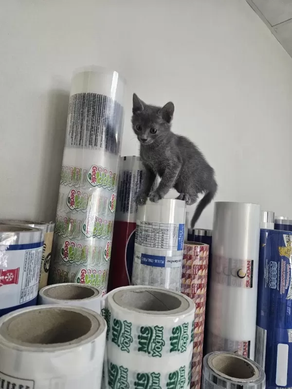 Fabrika Ofisinde Doğan Yavrular