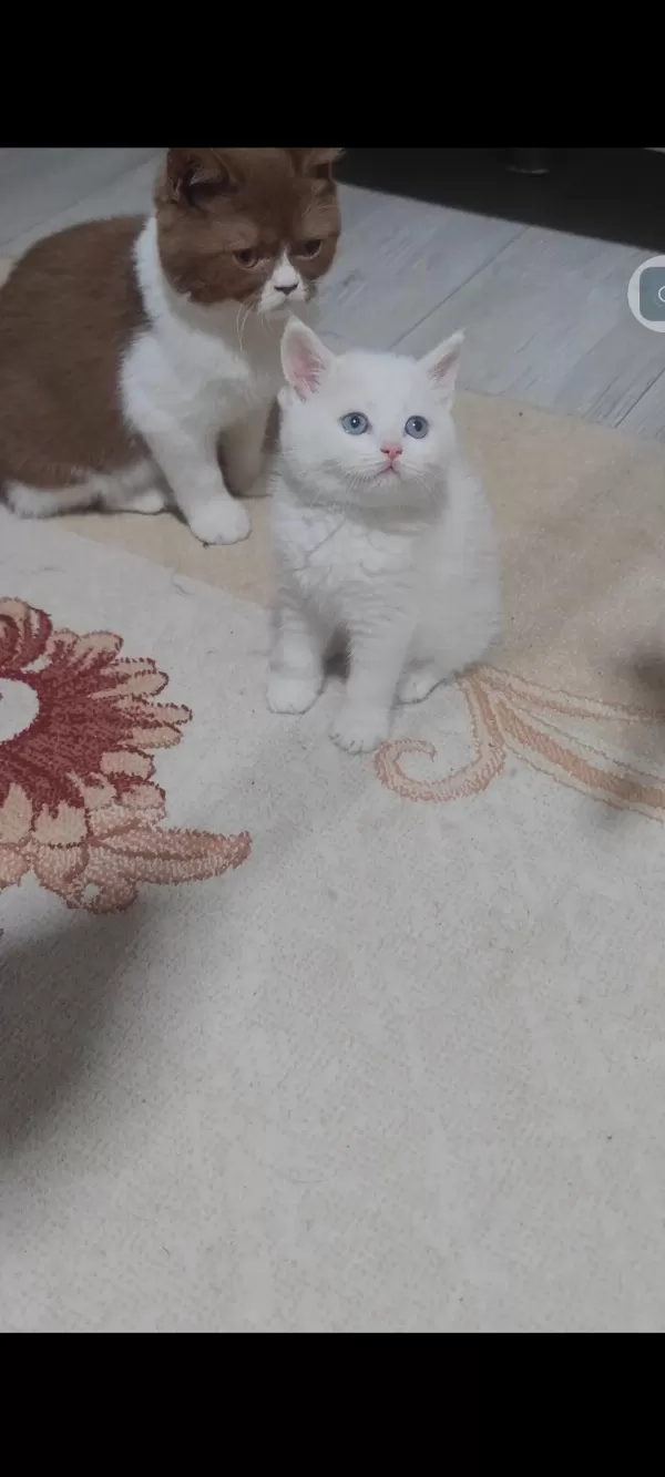 British Shorthair Beyaz