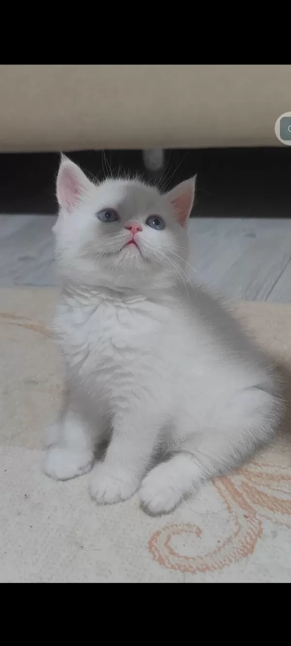 British Shorthair Beyaz