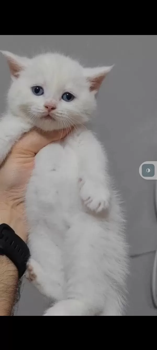 British Shorthair Kedimiz