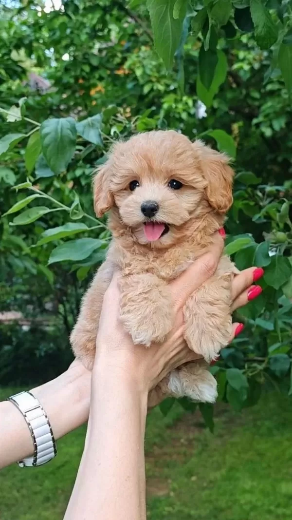 Maltipoo Teacup Bebekler
