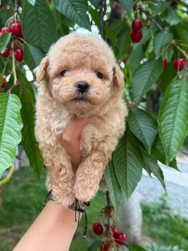 Maltipoo Teacup Bebekler
