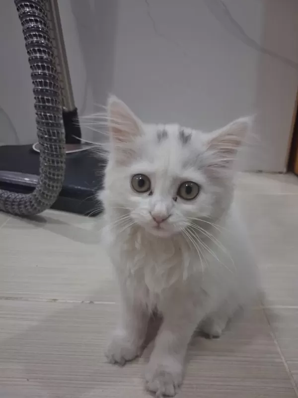 Prenses Kedimize İyi Bakacak Yuva Arıyoruz
