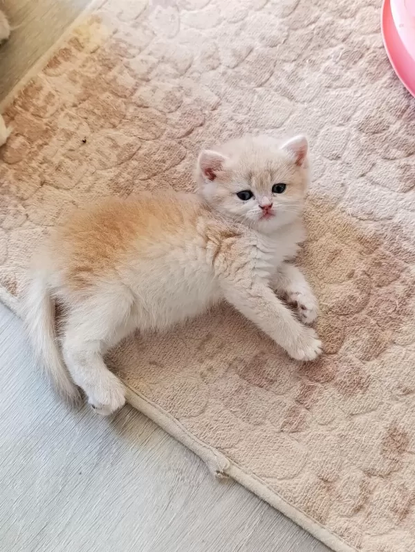 Cy 12 Dişi Yavru British Shorthair