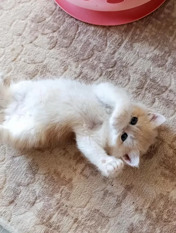 Cy 12 Dişi Yavru British Shorthair