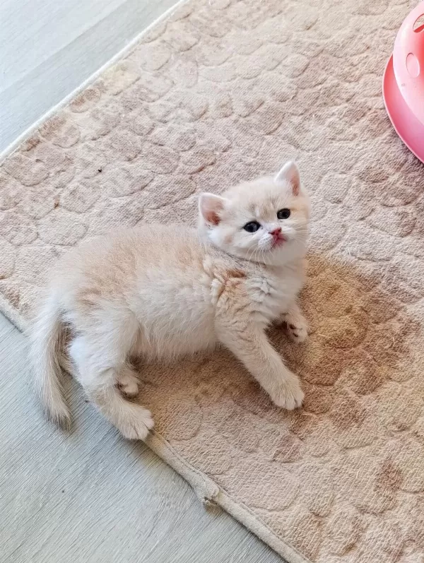 Cy 12 Dişi Yavru British Shorthair