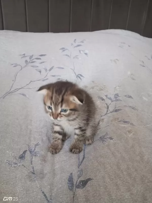 Scottish Fold Yavru 3 Aylık Erkek