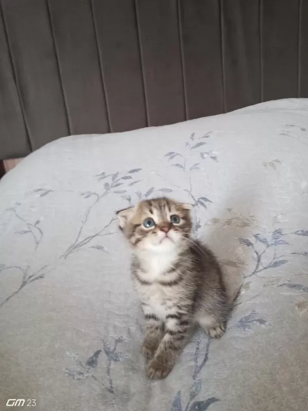 Scottish Fold Yavru 3 Aylık Erkek
