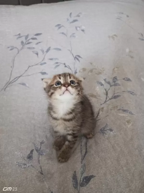 Scottish Fold Yavru 3 Aylık Erkek