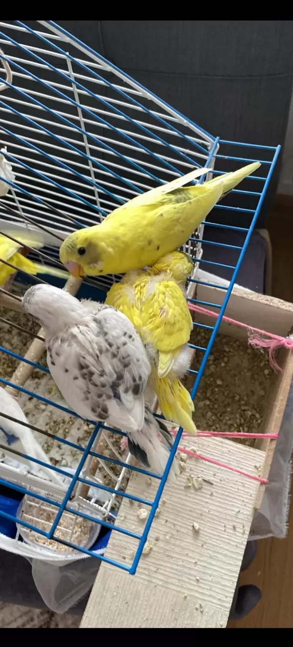 Yeni Yeme Düştü Muhabbet Kuşu