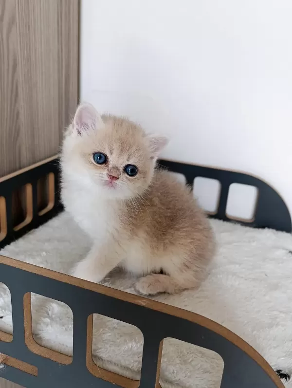 Blue Golden Erkek Yavru Kedimiz