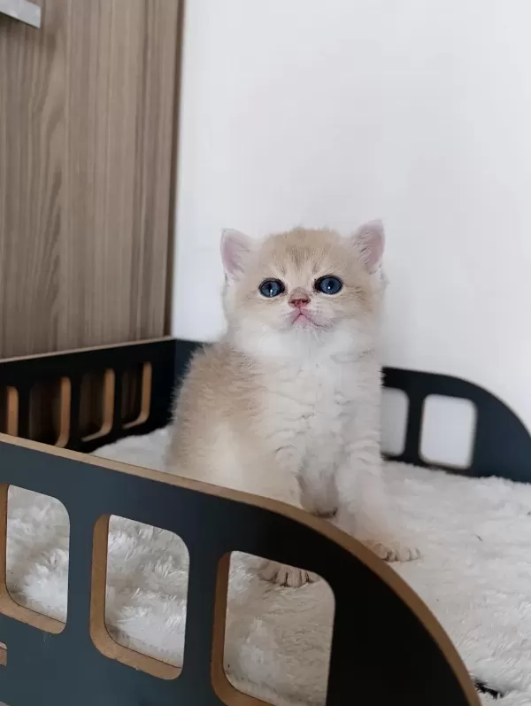 Blue Golden Erkek Yavru Kedimiz
