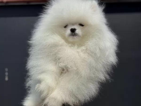 Petmode Köpek Çiftliğinden Teddy Face Pomeranian