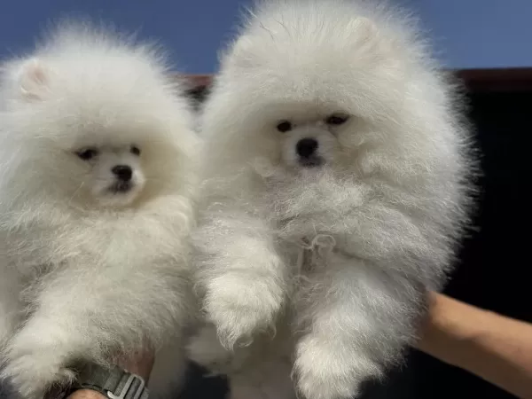 Petmode Köpek Çiftliğinden Teddy Face Pomeranian