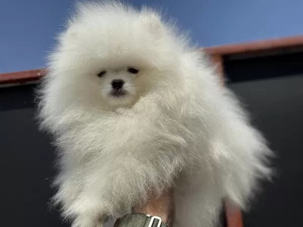 Petmode Köpek Çiftliğinden Teddy Face Pomeranian