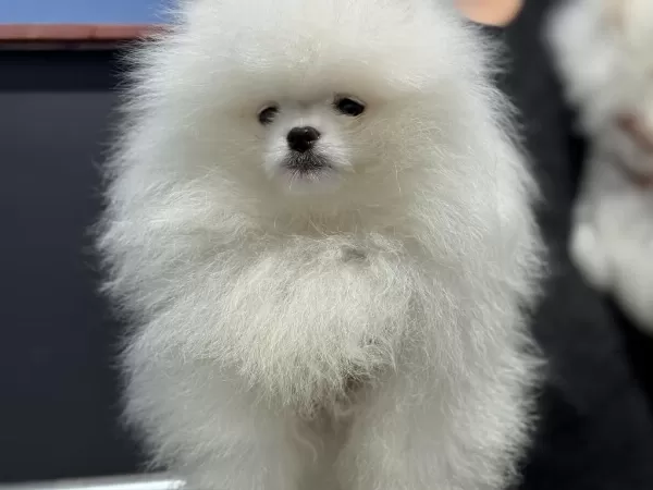 Petmode Köpek Çiftliğinden Teddy Face Pomeranian