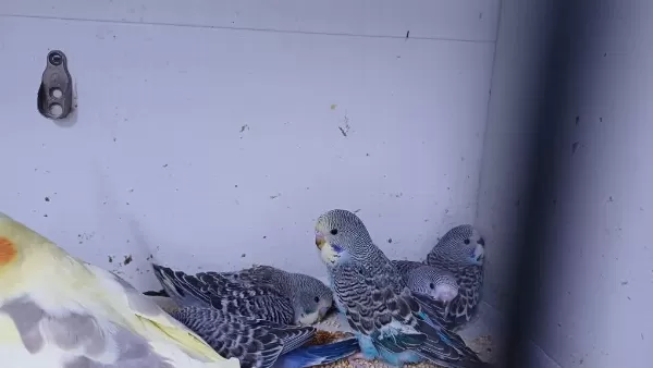 Alıştırmalık Ve Konuşturmalık Kuşlar Hepsi Güzel