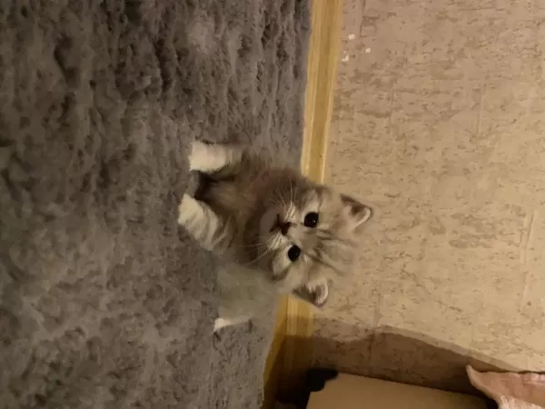 2 Aylık British Shorthair Ve Longhair Kedilerimiz