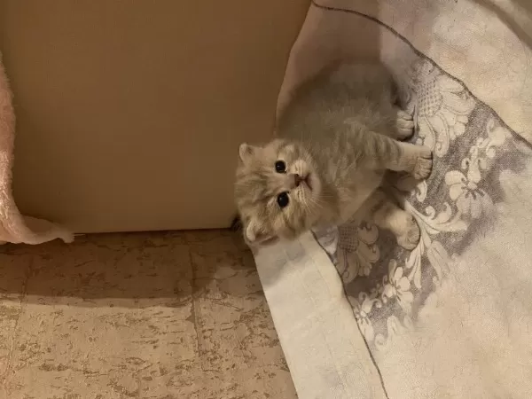 2 Aylık British Shorthair Ve Longhair Kedilerimiz