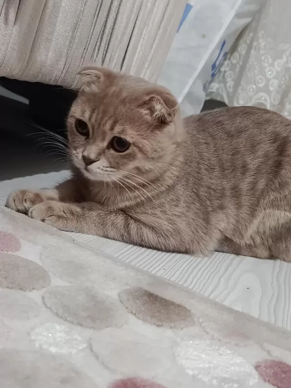 Sahiplendirmek İstiyorum Scottish Fold Kedimizi