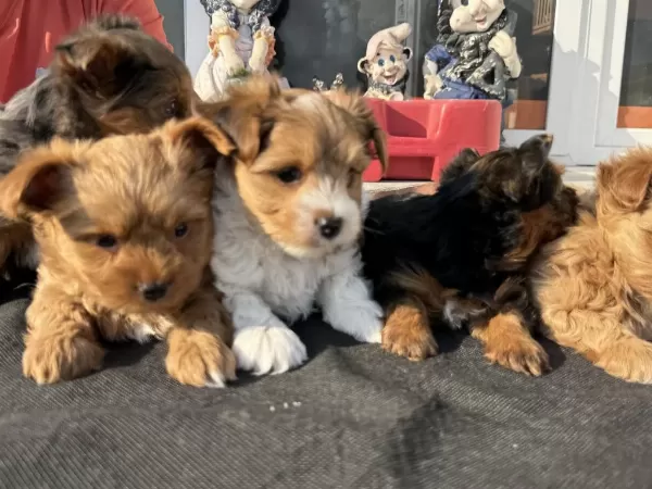 Petmode Köpek Çiftliğinde Ziyarete Açık Tea Cup Morkie