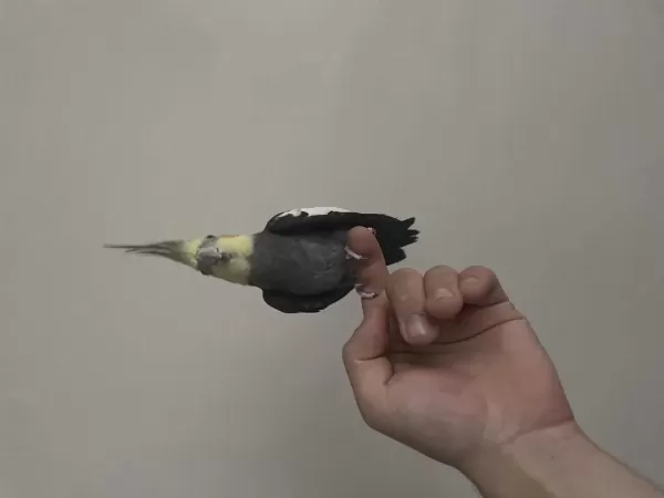 Sultan Papağanı Bebeklerim 3 Adet Erkek