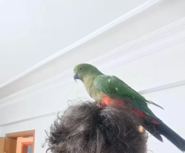Sağlıklı Evcil Kral Papağanı