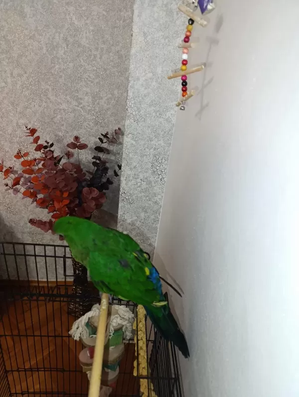 Sağlıklı Evcil Kral Papağanı