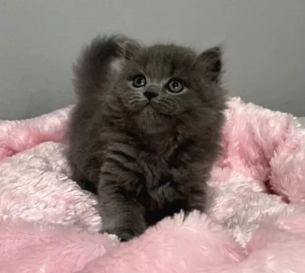 Nadir Tüy Minnoş 75 Günlük Orjinal British Longhair