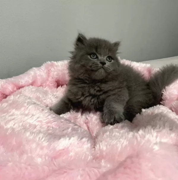 Nadir Tüy Minnoş 75 Günlük Orjinal British Longhair