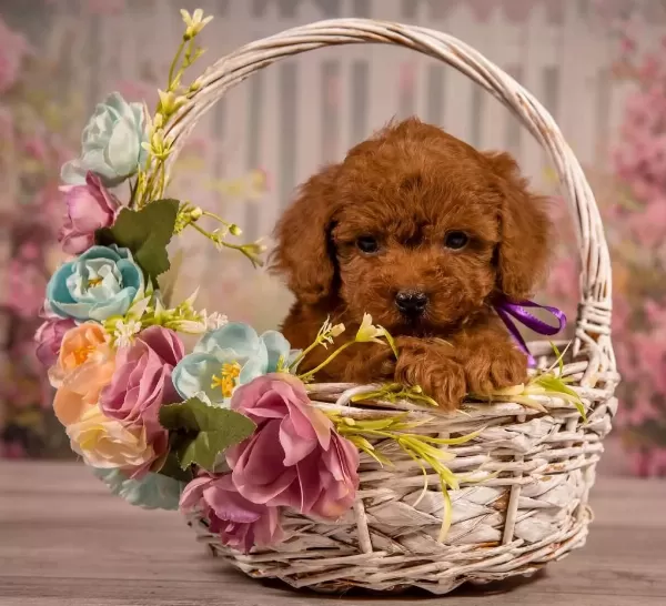Harika Toy Poodle Köpeği