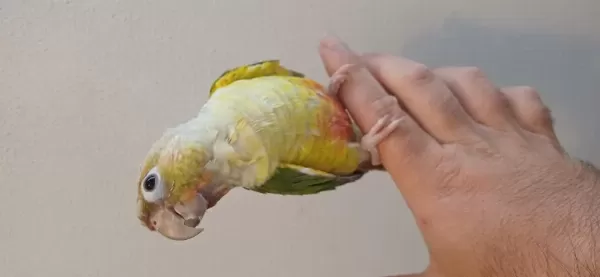 Konur Papağanı Bebeklerimiz