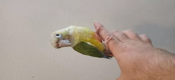 Konur Papağanı Bebeklerimiz