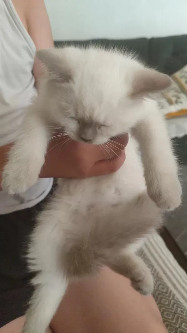 Scottish Fold Colorpoint