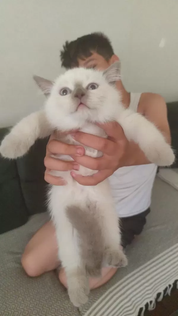 Scottish Fold Colorpoint
