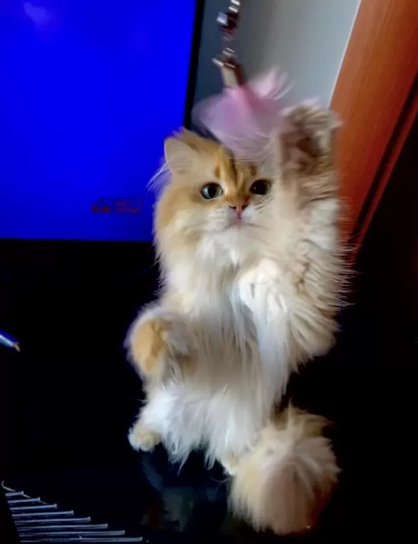 Şecereli British Longhair Golden Yetişkin Erkek