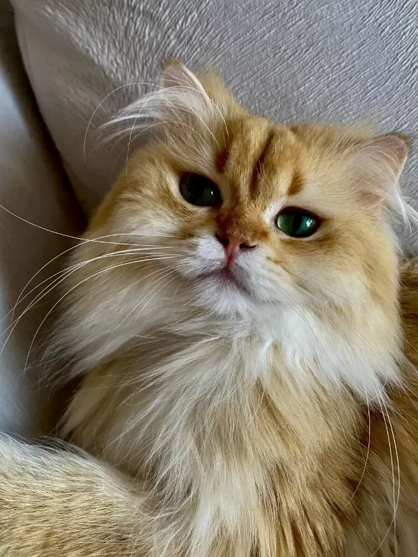 Şecereli British Longhair Golden Yetişkin Erkek