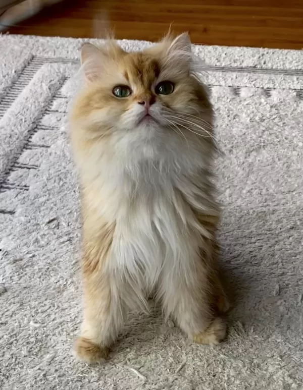 Şecereli British Longhair Golden Yetişkin Erkek
