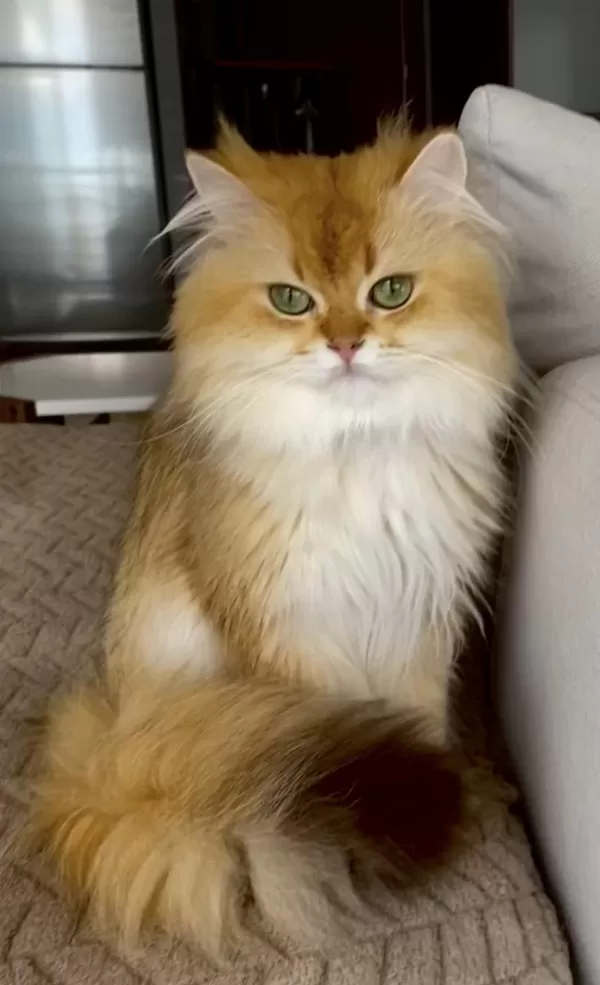 Şecereli British Longhair Golden Yetişkin Erkek