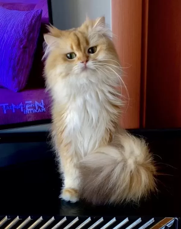 Şecereli British Longhair Golden Yetişkin Erkek