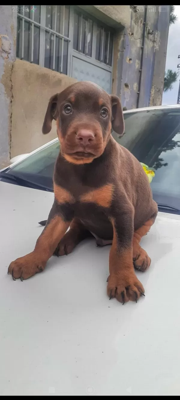 Doberman Yavrularımız