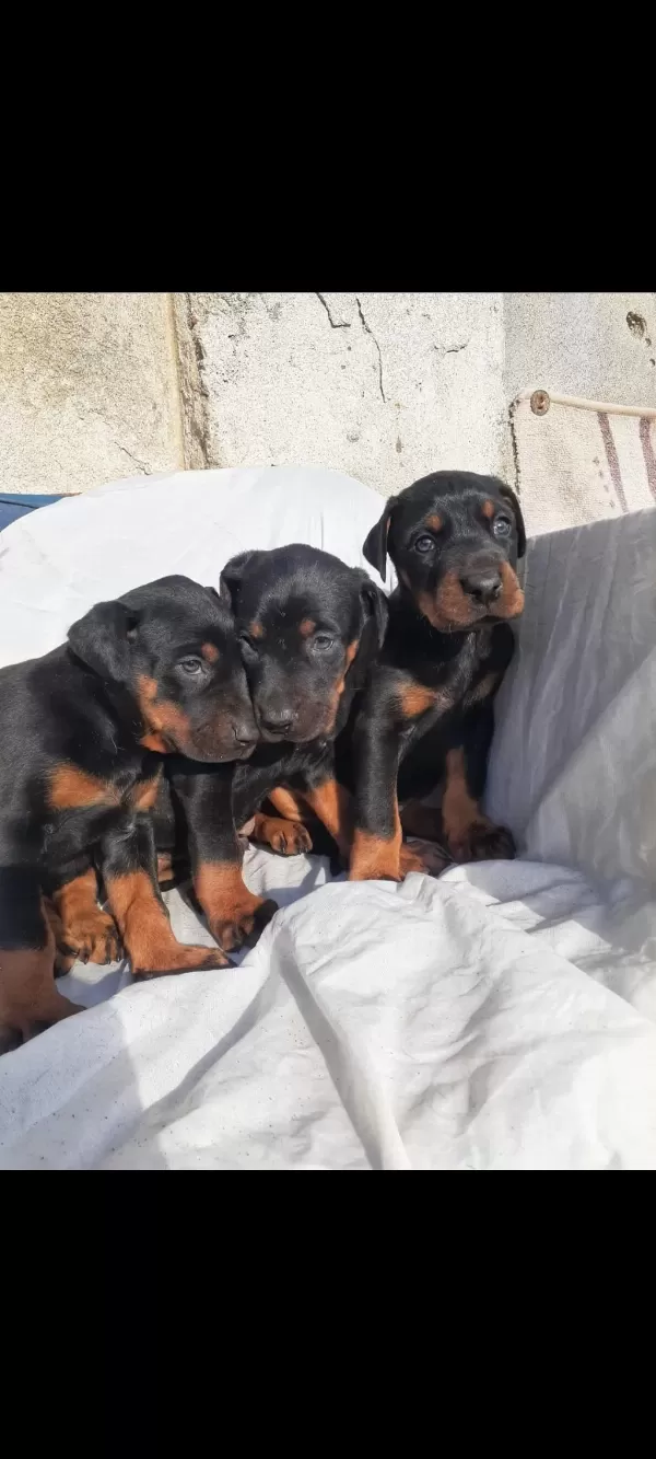 Doberman Yavrularımız