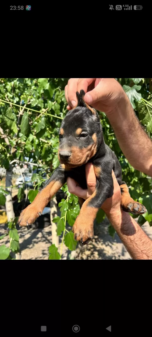 Doberman Yavrularımız