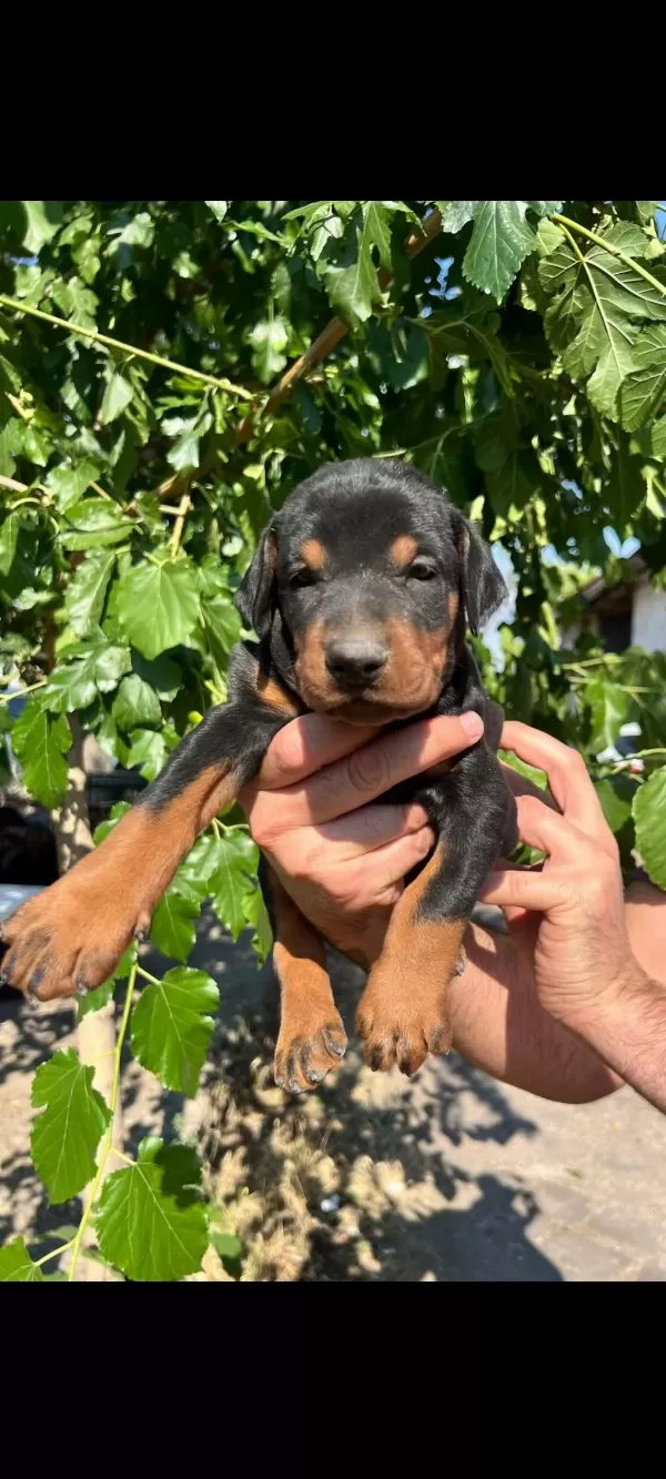 Doberman Yavrularımız