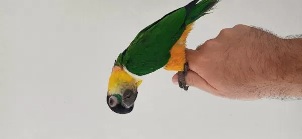 Kayık Papağanımız El Besleme