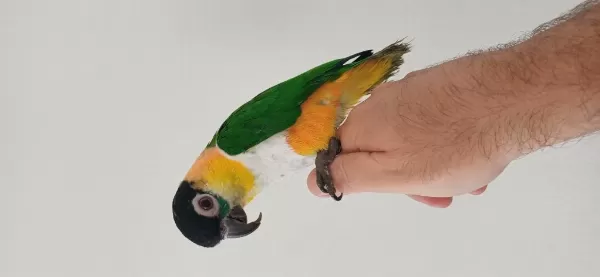 Kayık Papağanımız El Besleme